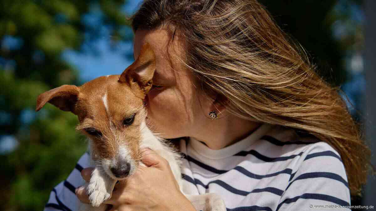 Diese Verhaltensweisen von Menschen hassen Hunde wirklich