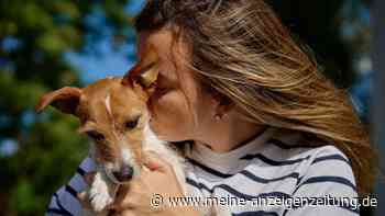 Diese Verhaltensweisen von Menschen hassen Hunde wirklich