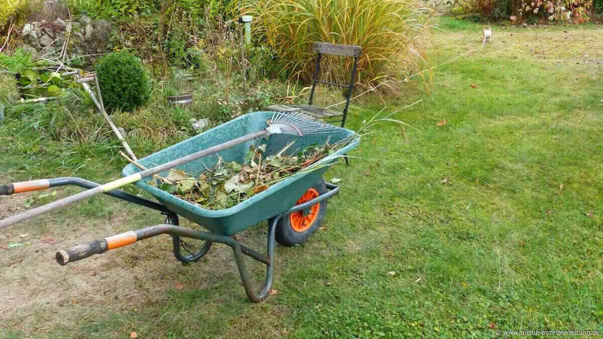 Häufiger Garten-Fehler: Warum genau jetzt der perfekte Moment zum Handeln ist