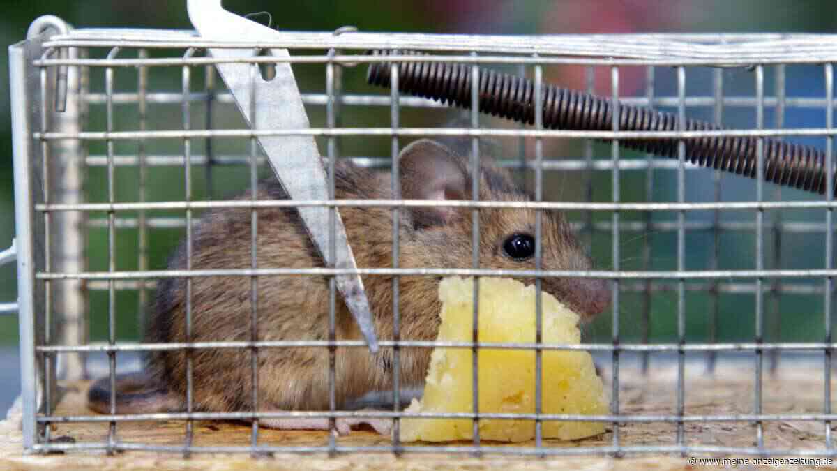 Schluss mit leeren Fallen: Diese günstige Zutat ersetzt Käse und fängt Mäuse in Rekordzeit