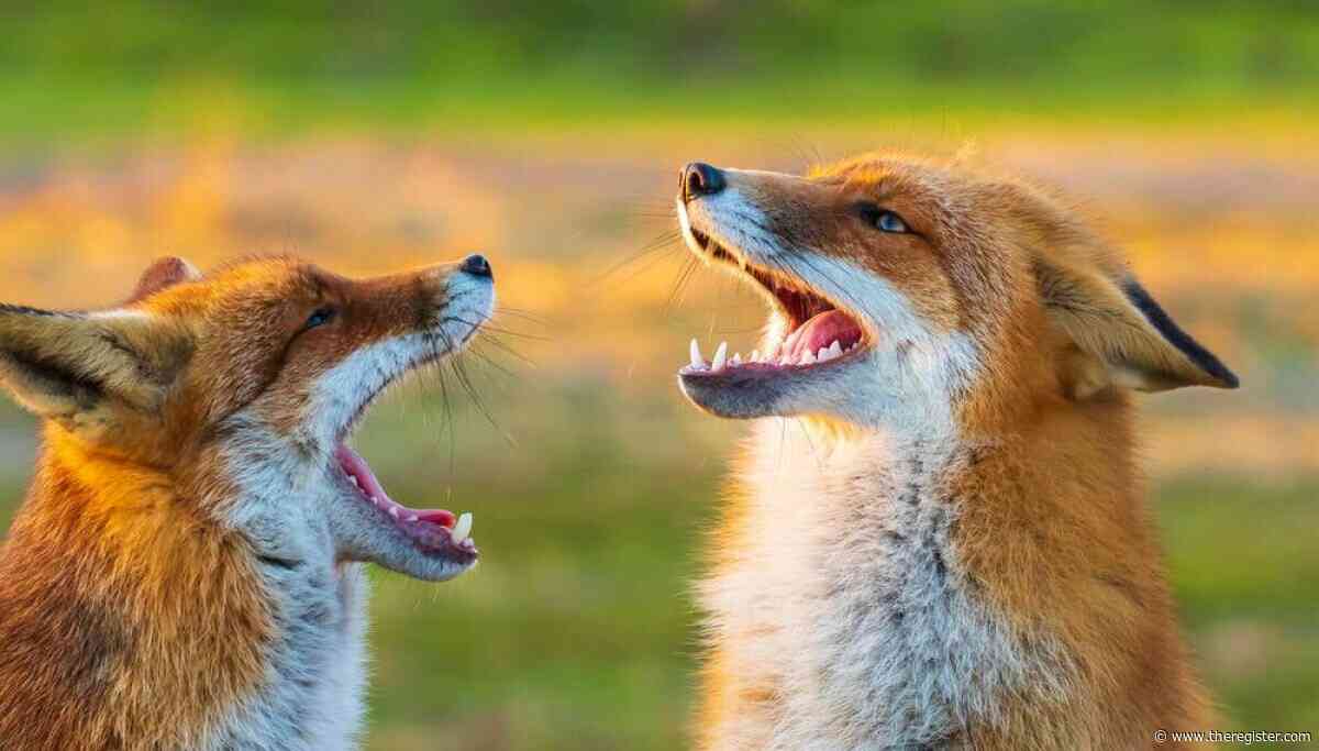 Firefox 156 arrives with a forest of forks in its wake