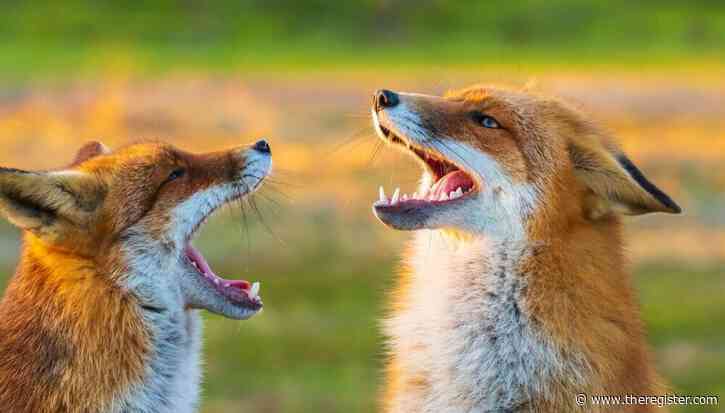 Firefox 156 arrives with a forest of forks in its wake