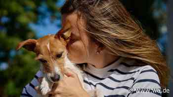 Diese Verhaltensweisen von Menschen hassen Hunde wirklich