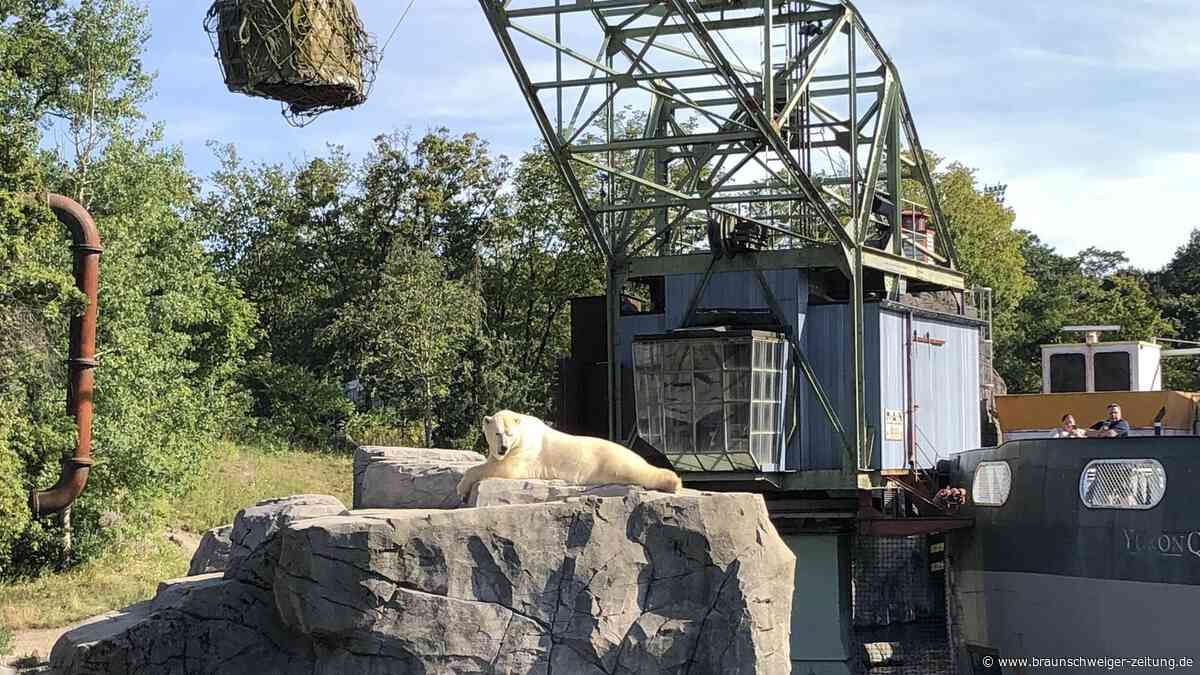 Zoo Hannover: Lustiges Elefantenbaden und lebende Zeitzeugen aus der Dinosaurierzeit