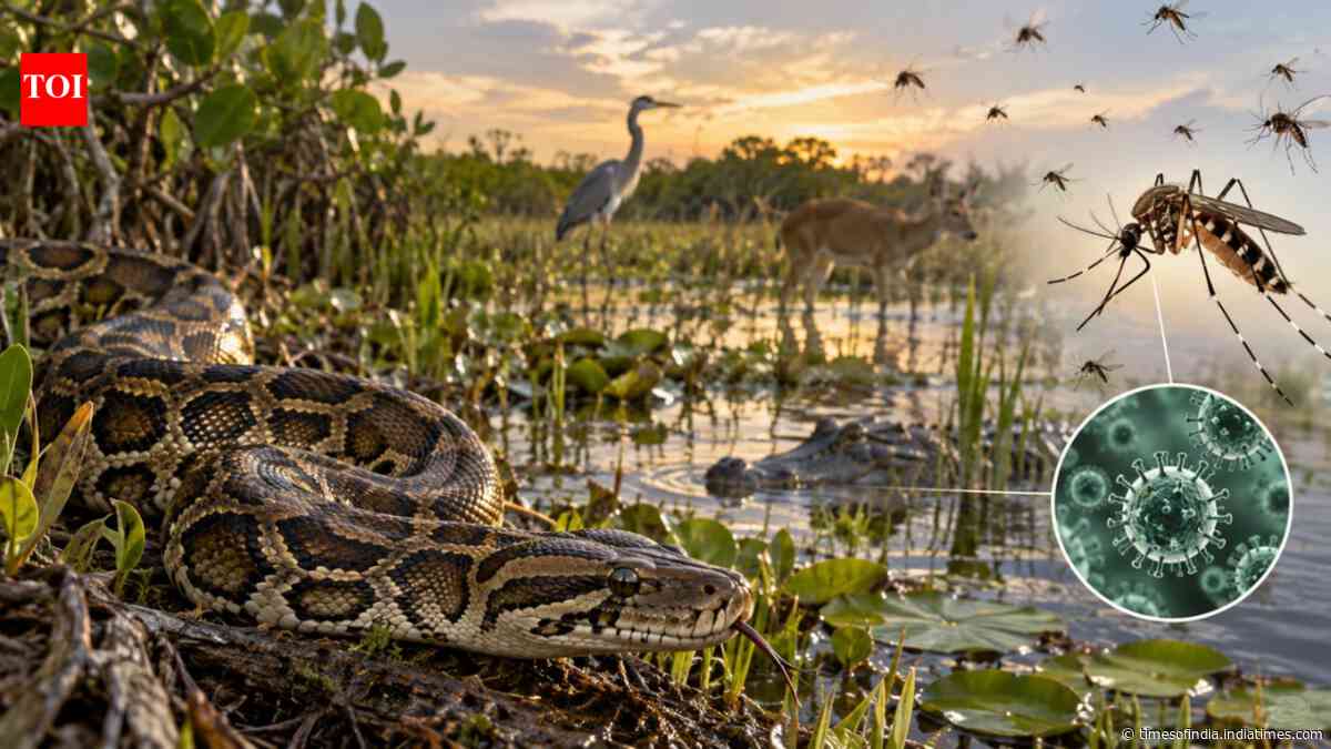 Burmese pythons reshaped Everglades wildlife and triggered an unexpected mosquito shift