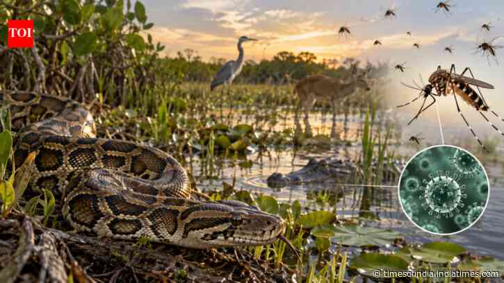 Burmese pythons reshaped Everglades wildlife and triggered an unexpected mosquito shift