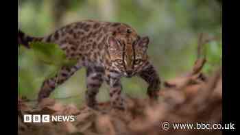 New wild cat species discovered - with only one known living member