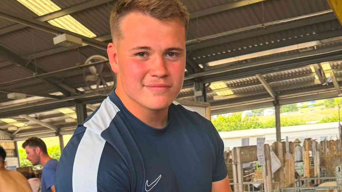 Welsh rugby youngster goes to buy sheep before facing Springbok stars