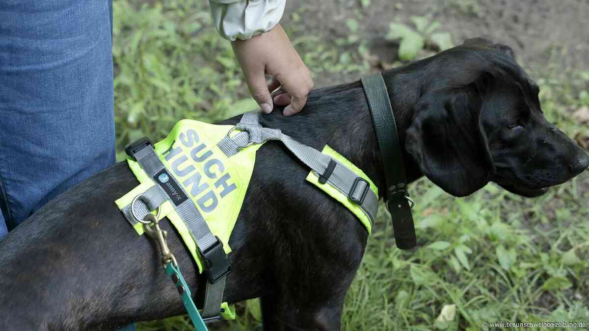 Helmstedter Rettungshund Callie hat vermisste Frau aus Königslutter gefunden