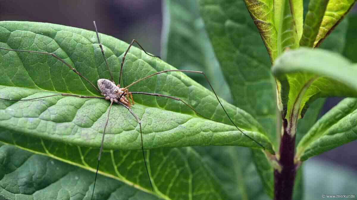 Weberknecht oder Zitterspinne? Alter Irrtum endlich gelöst: So werden die Achtbeiner nicht mehr verwechselt