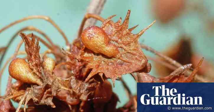 Country diary: A lesson from my final diary after nearly 40 years – keep looking closely | Phil Gates