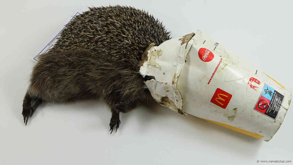 Egel met milkshakebeker om nek en verhongerde meeuw worden museumstukken in Rotterdam