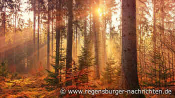 Wochenendtipp Drei sch?ne Herbstspazierg?nge im Landkreis Regensburg