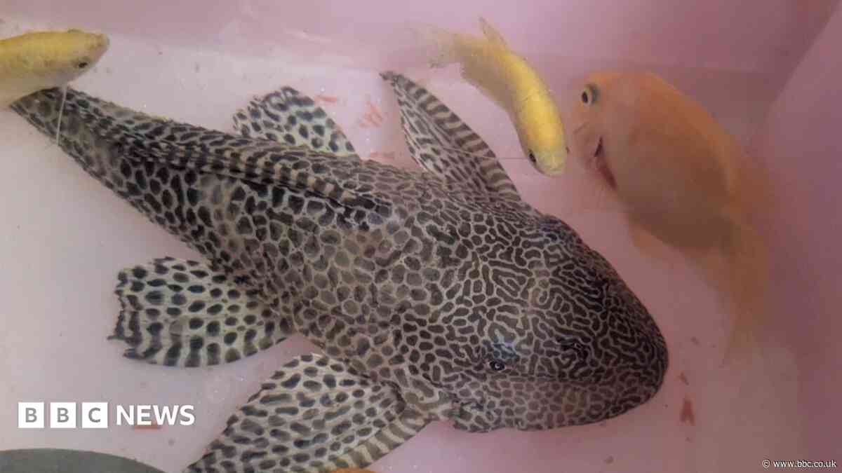 Tropical fish lucky to survive after being dumped