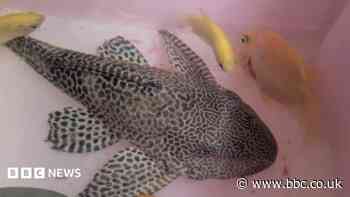 Tropical fish lucky to survive after being dumped