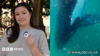 Watch: Can humpback whales experience grief?
