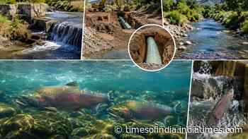 California buried a gas pipeline and removed its final barrier; salmon returned after 70 years