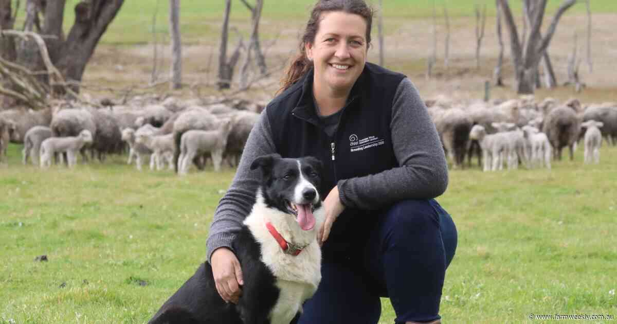 Alex runs one of the Great Southern's largest self-replacing Merino ewe flocks