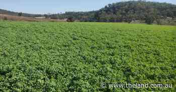 Unlocking nitrogen: why lucerne remains the king of fodders on NSW farms