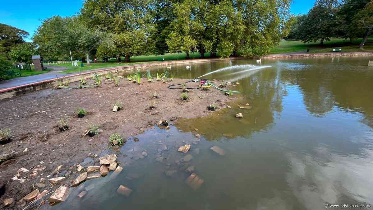 Botulism outbreak latest as another bird in Bristol park dies