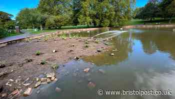 Botulism outbreak latest as another bird in Bristol park dies