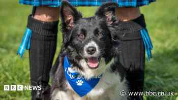 'Sheepdog Olympics' come to the Scottish Borders