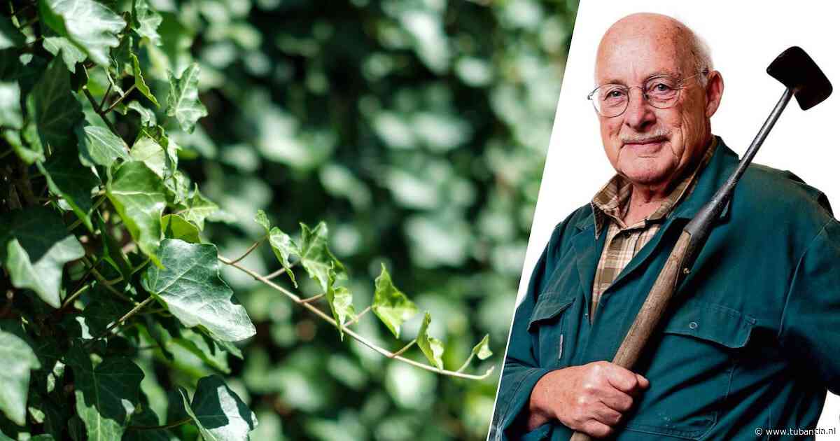Laat die klimop maar lekker klimmen: je muur blijft droog en je gasrekening daalt