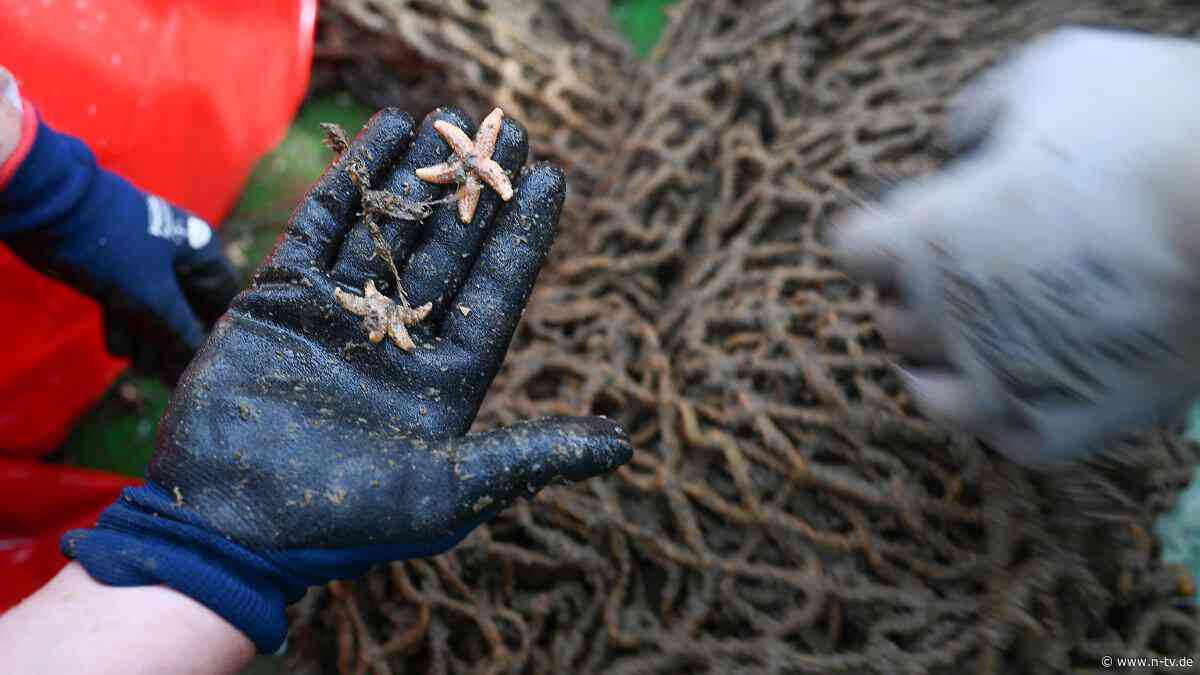 Müll potenziell tödlich: Freiwillige tauchen in der Nordsee nach gefährlichen Netzen