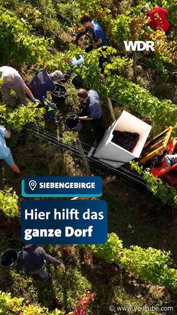 Wenn das ganze Dorf anpackt | LandSchafft | #WDR #Weinlese #Oberdollendorf