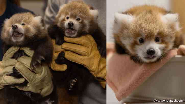 Why International Red Panda Day is a big deal at the National Zoo this year