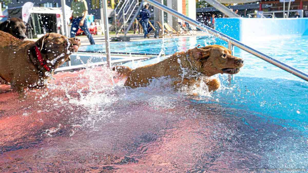 Bilder von Bello's Batschlach 2026: So viel Bade-Spaß haben Augsburgs Hunde im Familienbad