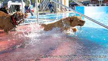 Bilder von Bello's Batschlach 2026: So viel Bade-Spaß haben Augsburgs Hunde im Familienbad