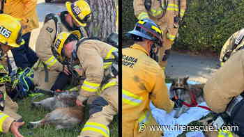 Dog reunites with firefighters who rescued him from burning Calif. home