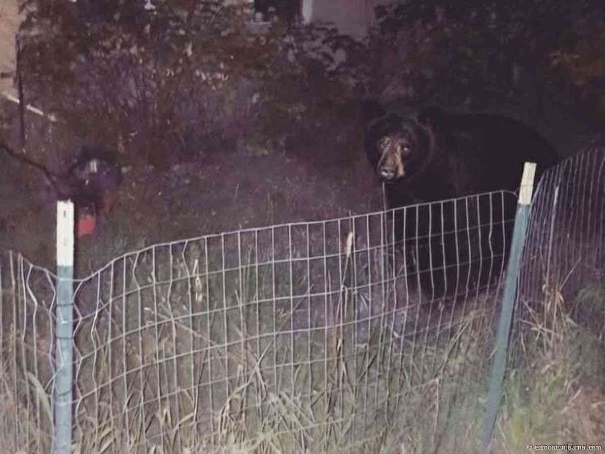Want the bare facts on bears in Edmonton? We're pretty lucky, says U of A prof
