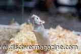 Mice With Mostly Human Cortical Tissue Could Help Reveal How Brain Disorders Develop
