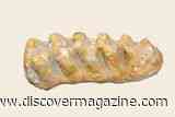 Immaculate Mastodon Tooth Fossil, New Blood Test to Detect Pancreatic Cancer, and Gail the Newborn Masai Giraffe