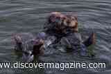 Diving Like Sea Otters May Have Helped Our Ancestors Build the Stamina to Run