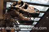 Drilling Into 66-Million-Year-Old <em>T. Rex</em> Teeth Reveals a Human-Like Body Temperature