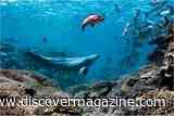 A Bottlenose Dolphin Named Bubbles Chases Fish Until They Throw Up, Then Steals Their Meals