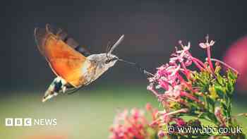 Hummingbird hawk moths and ivy bees: The insects thriving as temperatures rise
