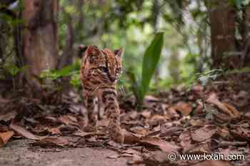 New cat species identified for first time in 100 years