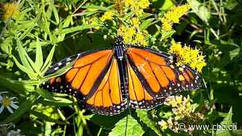 New Bluetooth tags let anyone track monarch butterfly migration in real time