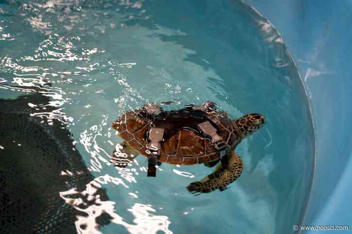 Sea turtle struck by boat is recovering in a 3D-printed harness