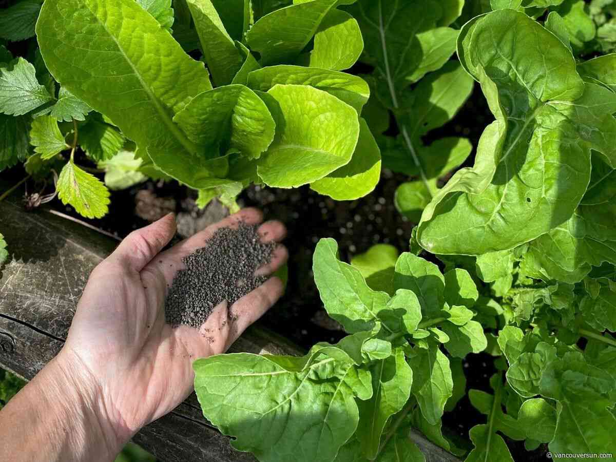 Brian Minter: This time of year your garden soil needs some help. Here's how