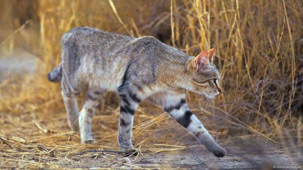 Hauskatzen und ihre Wurzeln – wie sie wirklich zu uns nach Europa kamen