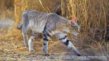 Hauskatzen und ihre Wurzeln – wie sie wirklich zu uns nach Europa kamen