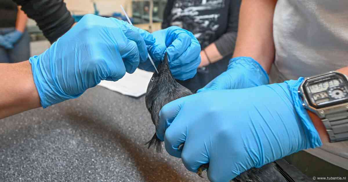 Steeds meer vogels met westnijlvirus: ‘Dit baart ons grote zorgen’
