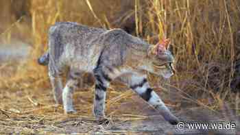 Hauskatzen und ihre Wurzeln – wie sie wirklich zu uns nach Europa kamen