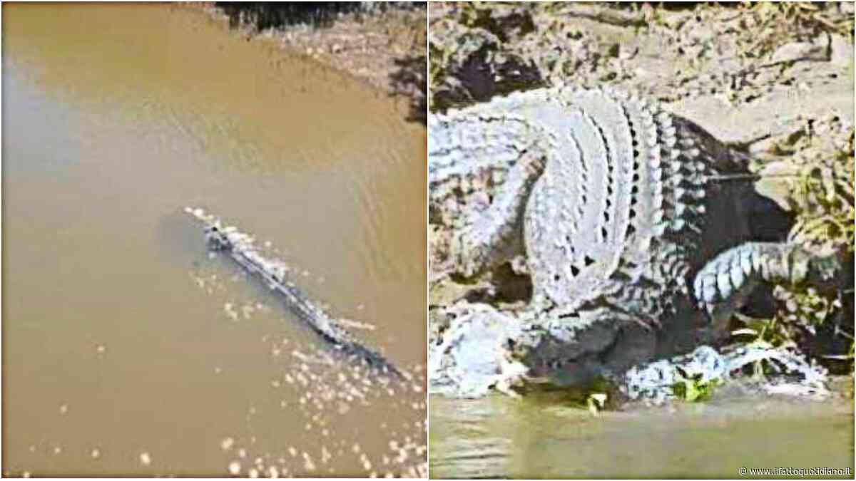 Le gare di canottaggio nel fiume infestato dai coccodrilli marini: panico e polemiche in vista delle Olimpiadi di Brisbane. Il primo test? Lo fanno gli studenti