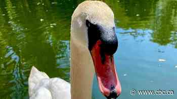 Otis, beloved Victoria Park swan, dies at 19